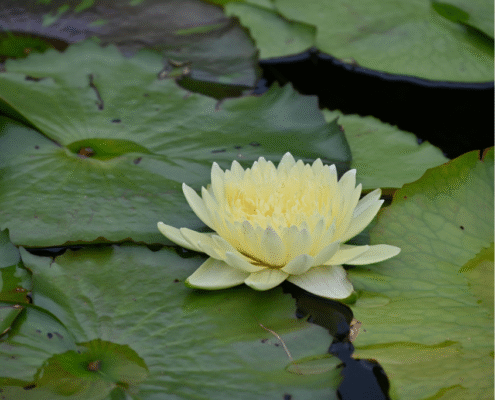 How EMDR Works (A Simple Explanation for Clients)