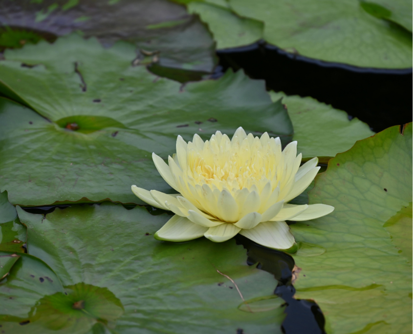 How EMDR Works (A Simple Explanation for Clients)